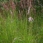 Calamagrostis canescens 花