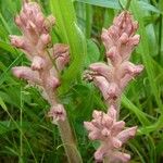 Orobanche caryophyllacea Natur