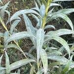 Solidago chilensis 叶