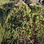 Aeonium balsamiferum Habitus