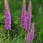 Gymnadenia conopseaFlower