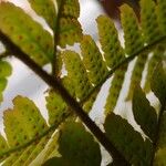 Dryopteris erythrosora 果實