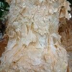 Cyphostemma currorii Ŝelo