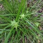 Carex intumescens Feuille