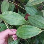 Miconia lacera Leaf