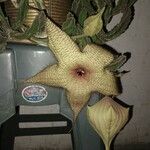 Stapelia gigantea List