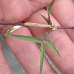 Paspalum distichum पत्ता