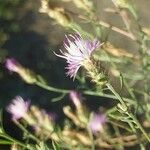 Centaurea diffusa Flor