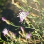 Centaurea diffusa 花