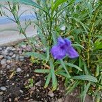 Ruellia simplexBlodyn