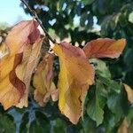 Parrotia subaequalis Hoja
