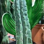 Trichocereus macrogonus Leaf