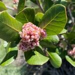 Rhus ovata Flower