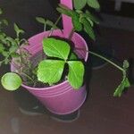 Coptis trifolia Hoja