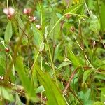 Persicaria sagittata 叶