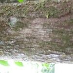 Amanoa guianensis 树皮
