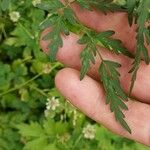 Peucedanum palustre Blad