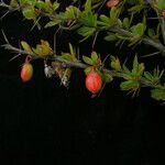 Berberis everestiana Habit