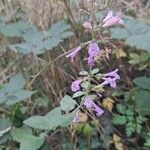 Clinopodium grandiflorum Habit