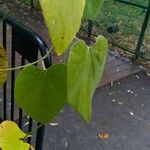 Aristolochia macrophylla Blatt