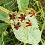 Melhania velutina Fruit