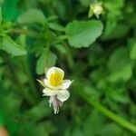 Viola arvensis Floro