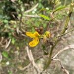 Cassia occidentalisFlower