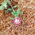 Centaurea seridis Λουλούδι