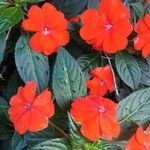 Impatiens hawkeri फूल