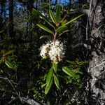 Rhododendron columbianum Flor