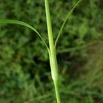 Petrorhagia dubia Leaf