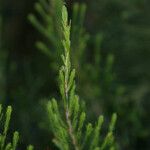 Erica arborescens Leaf