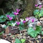 Cyclamen repandum 花