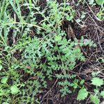 Phacelia distans 整株植物