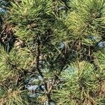 Pinus thunbergii Liść