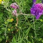 Vicia incana Blad