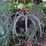 Tillandsia latifolia Levél