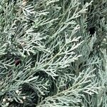 Cupressus sempervirens Folha