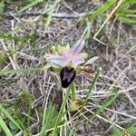 Ophrys arachnitiformis Çiçek