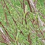 Salix purpurea Листок