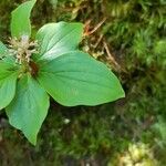 Cornus canadensis Blad