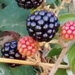 Rubus ulmifolius Frukt