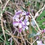 Plumbago europaeaFlower