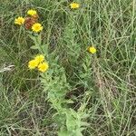 Inula spiraeifolia Flower