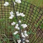Baptisia alba Квітка