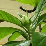 Mespilus germanica Kwiat