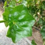 Pelargonium inquinans Leaf