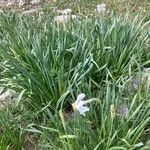 Narcissus poeticus Habitat