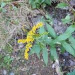 Solidago rugosaFlor