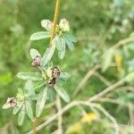 Sida spinosa Leaf